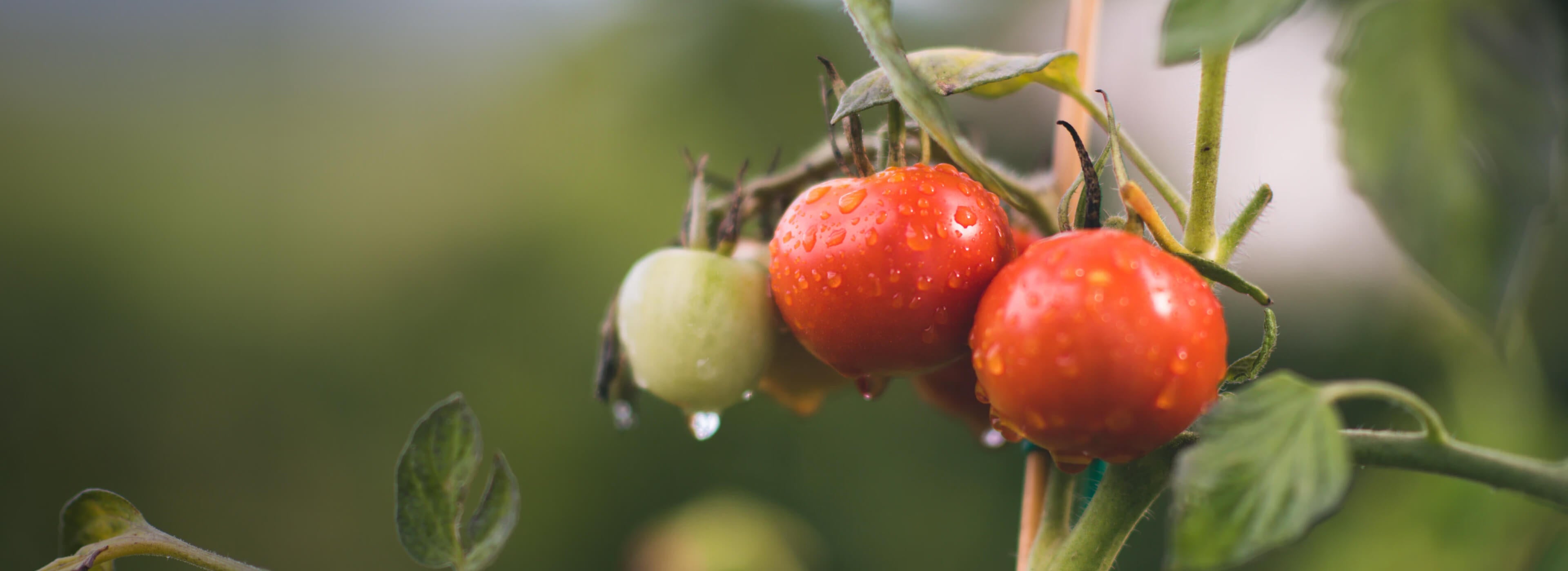 slider image 1621243260e1af0c20-1